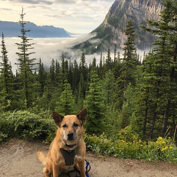 Meet your posher - Picture 4 of 4